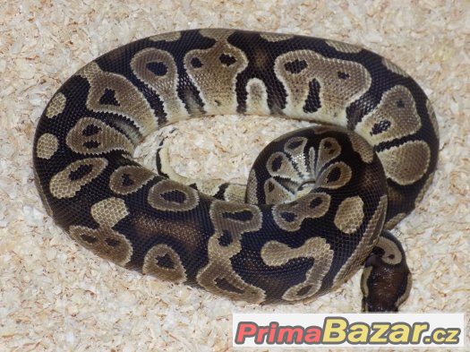 Krajta královská (Python regius) – fotografie 3