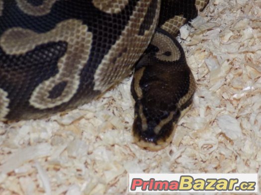 Krajta královská (Python regius) – fotografie 4