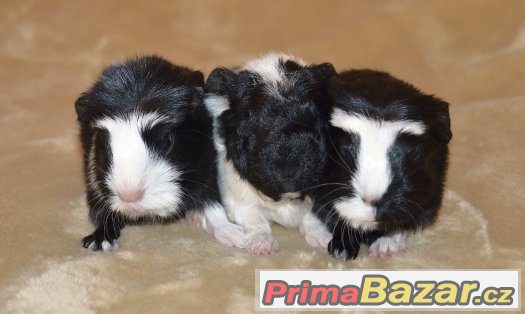 Morče - coronet, merino – fotografie 1