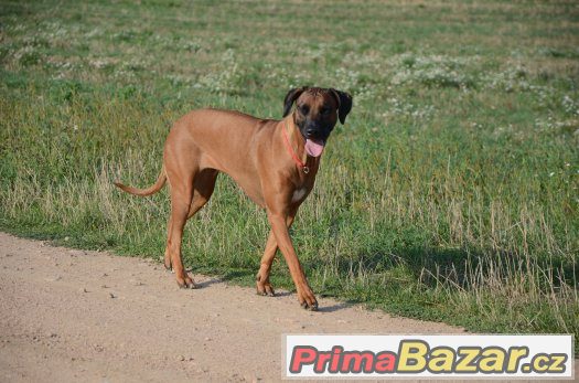 Rhodéský ridgeback štěňata s PP jaro 2017 – fotografie 3