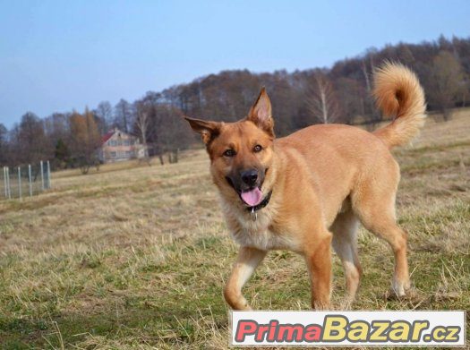 Lucky – fotografie 4