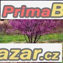 Cercis Chinensis - semena – fotografie 1