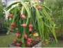 Kaktus Hylocereus undatus - semena