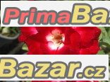 Adenium Aeksiam - semena – fotografie 1