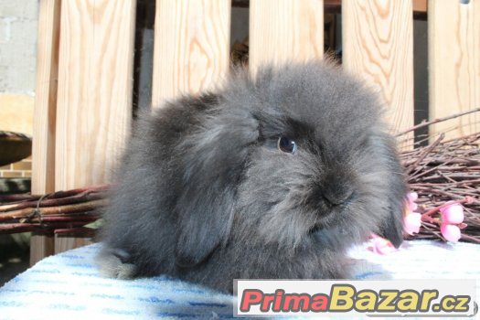 Krásní teddy beránci ihned k odběru – fotografie 3