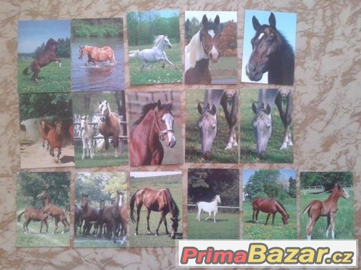 pohledy koně,psy,kočky – fotografie 1