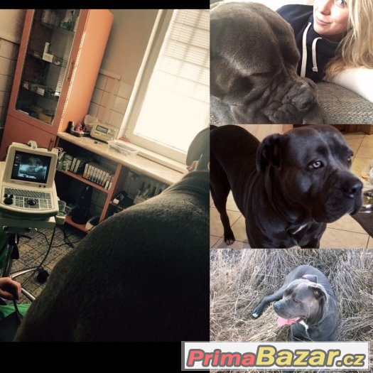 Cane Corso štěně – fotografie 1