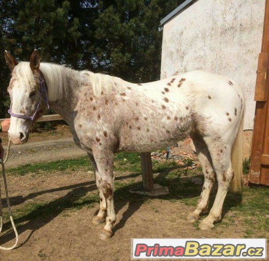5letá hodná Appaloosa klisna s PP v ČR i Americe – fotografie 1