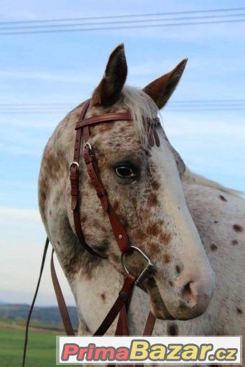 5letá hodná Appaloosa klisna s PP v ČR i Americe – fotografie 4
