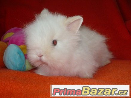 ♥Zakrslý králíček Teddy-rezervace do 23.6.♥ – fotografie 1
