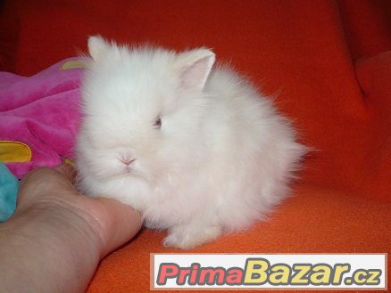 ♥Zakrslý králíček Teddy-rezervace do 23.6.♥ – fotografie 3