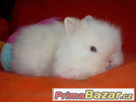 ♥ Zakrslý Teddy králíček-rezervace do 23.6. ♥ – fotografie 3
