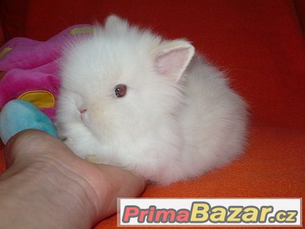 ♥ Zakrslý Teddy králíček-rezervace do 23.6. ♥ – fotografie 4