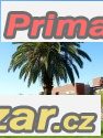 Phoenix Canariensis -naklíčená semena – fotografie 1