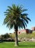 Phoenix Canariensis -naklíčená semena