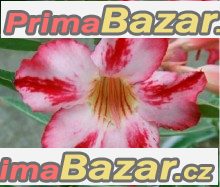 Adenium Harry Potter - semena