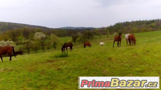 Pastevní ustájení – fotografie 1
