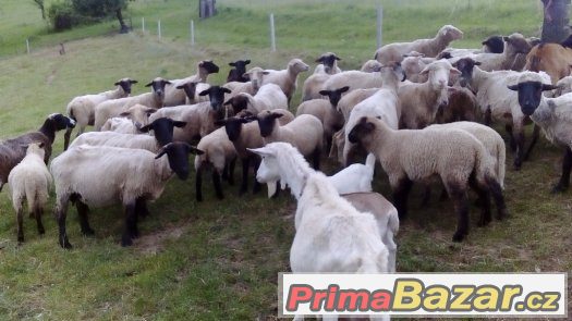 Prodám jehňata – fotografie 3
