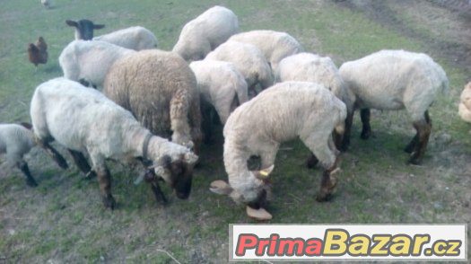 Prodám 7 ovcí ,regis., ostříhané ,plemeno Suffolk - Texel – fotografie 1