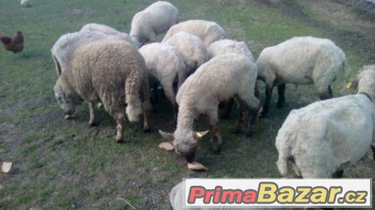 Prodám 7 ovcí ,regis., ostříhané ,plemeno Suffolk - Texel – fotografie 2