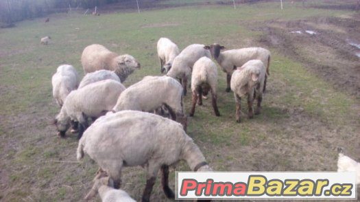 Prodám 7 ovcí ,regis., ostříhané ,plemeno Suffolk - Texel – fotografie 3