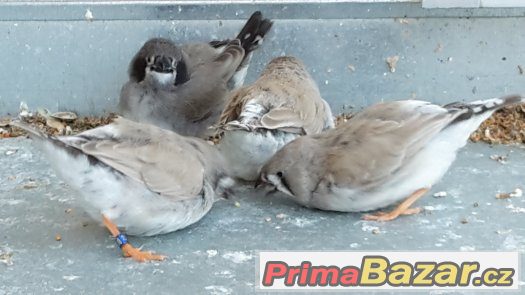 KRÁSNÉ ZEBŘICKY 2,2 černolící po výstavním otci – fotografie 1