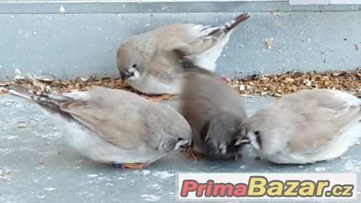 KRÁSNÉ ZEBŘICKY 2,2 černolící po výstavním otci – fotografie 2