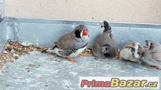 KRÁSNÉ ZEBŘICKY 2,2 černolící po výstavním otci – fotografie 3