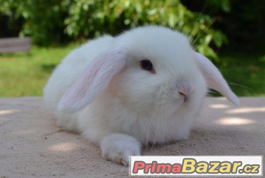 Zakrslí beránci vrh Ch – fotografie 3