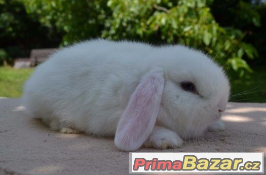Zakrslí beránci vrh Ch – fotografie 5