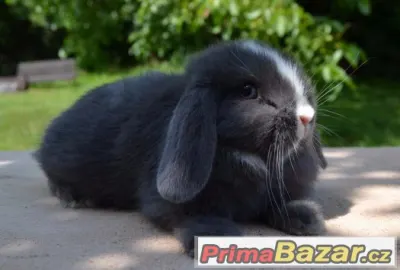 Zakrslí beránci vrh Ch