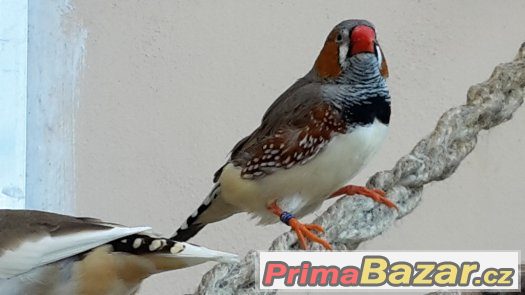 KRÁSNÁ ZEBŘICKA 1,0 po výborném otci – fotografie 2