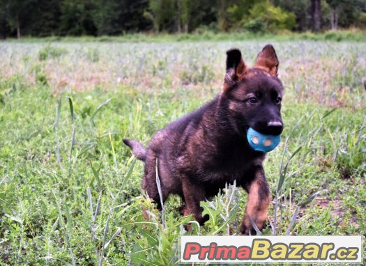Německý ovčák s PP – fotografie 2