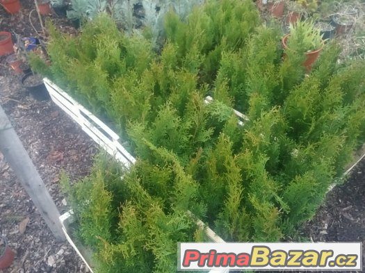 Thuje SMARAGD 35-45cm CELÁ ČR AKCE – fotografie 2