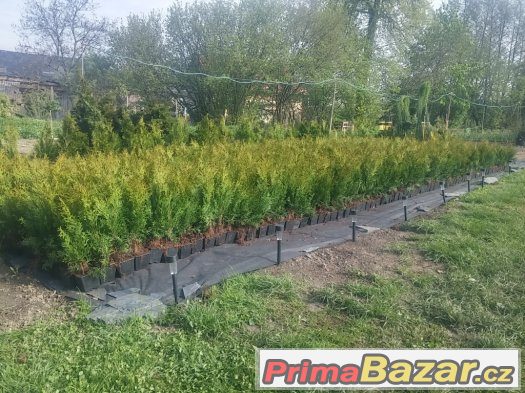 Thuje SMARAGD 35-45cm CELÁ ČR AKCE – fotografie 3