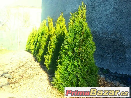 Thuje SMARAGD 35~45cm CELÁ ČR      Akce – fotografie 3