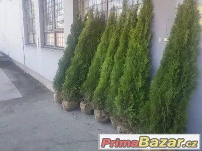 Thuje SMARAGD 35~45cm CELÁ ČR      Akce