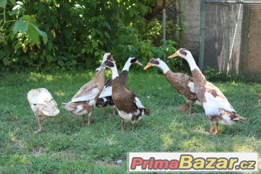 Indický běžec srnčí – fotografie 1
