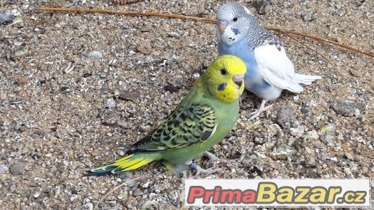 KRÁSNÉ MLADÉ ANDULKY na ochočení nebo do chovu – fotografie 1