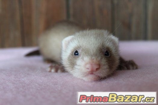 Freťátka - rezervace – fotografie 2