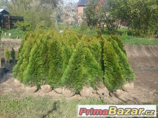 CELÁ ČR Thuje Smaragd 35-45cm 0.7L 9x9 AKCE.. – fotografie 3