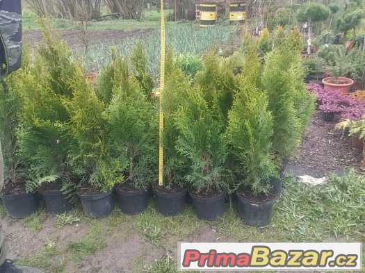 CELÁ ČR Thuje Smaragd 35-45cm 0.7L 9x9 AKCE.. – fotografie 4