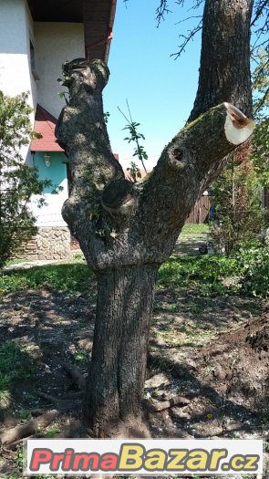 kmen jabloně výška cca 3 m + další silné větve – fotografie 1