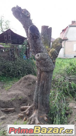 kmen jabloně výška cca 3 m + další silné větve – fotografie 4