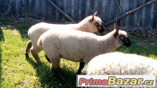 100% Clun Forest BERÁNCI – fotografie 2