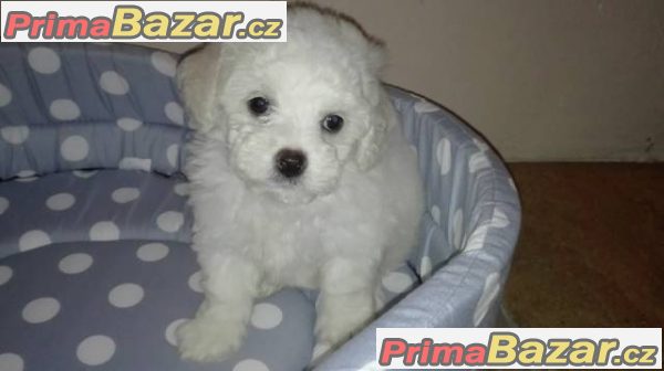 Bišonek frisé s PP – fotografie 3