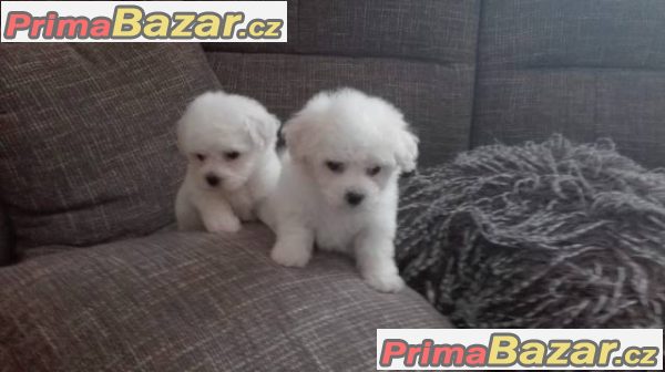 Bišonek frisé s PP – fotografie 4