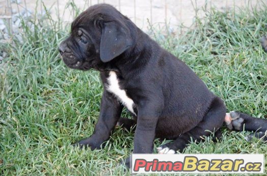Cane corso s PP, modré a černé – fotografie 2