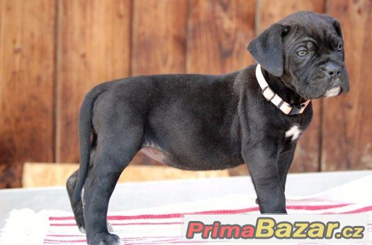 Cane corso s PP, modré a černé – fotografie 3