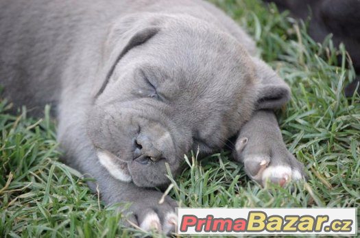 Cane corso s PP, modré a černé – fotografie 4